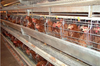 Steel Strucutre Chicken Poultry House in Low Price