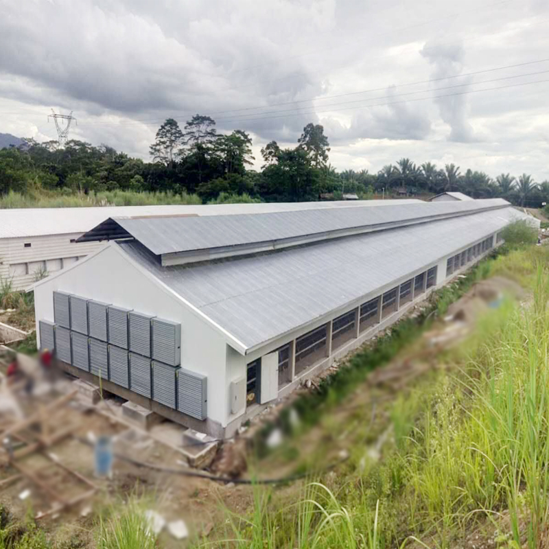 Light Steel Structure Broiler Chicken Shed 