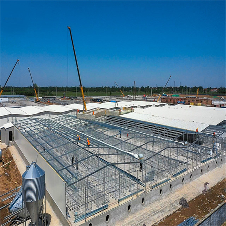 Steel Structure Pig Shed Husbandry Farming Construction
