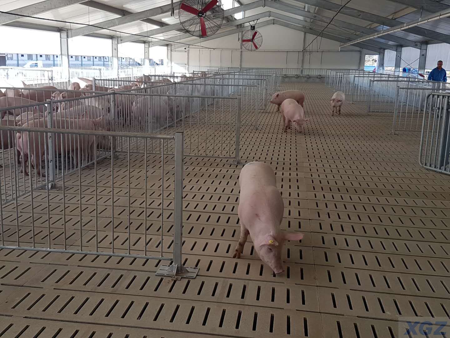 Prefabricated Galvanized Steel Structure Pig Farm